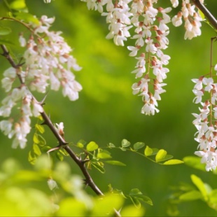 Akazienhonig- Deutscher Bienenhonig