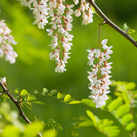 Die Akazienblüte zum Akazienhonig