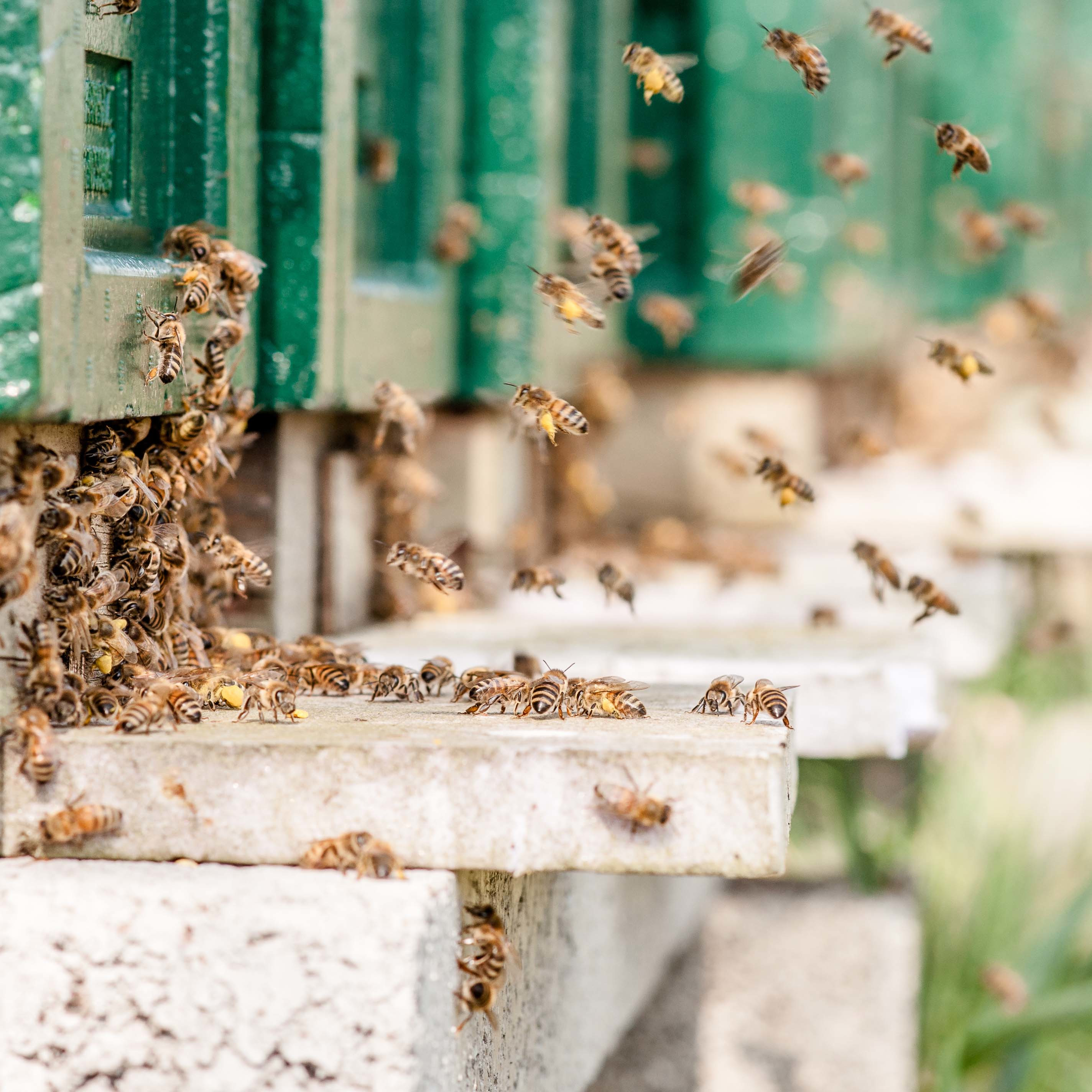 Pollen tragende Bienen Mini Plus