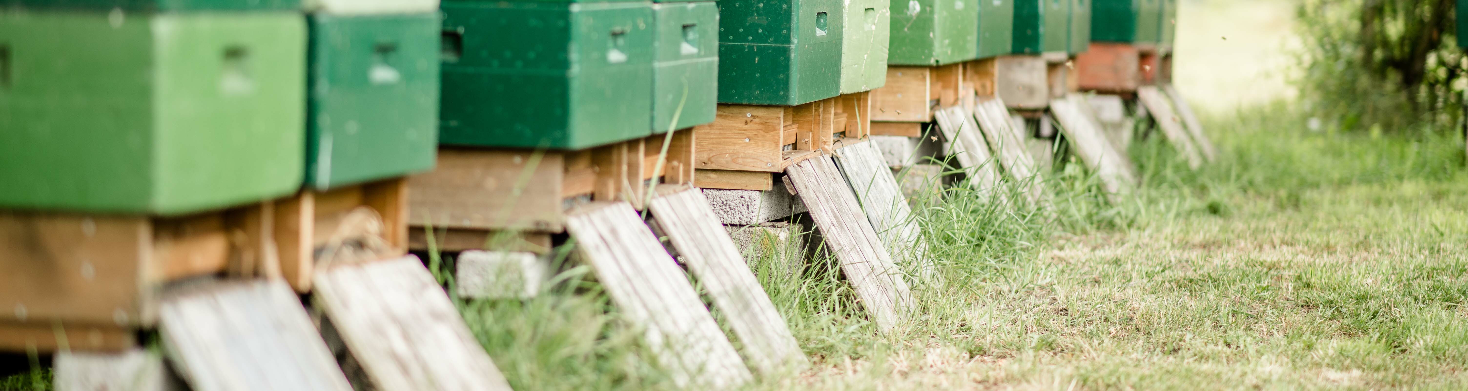 Zuchtvölker für Bienenköniginnen der Imkerei Schell