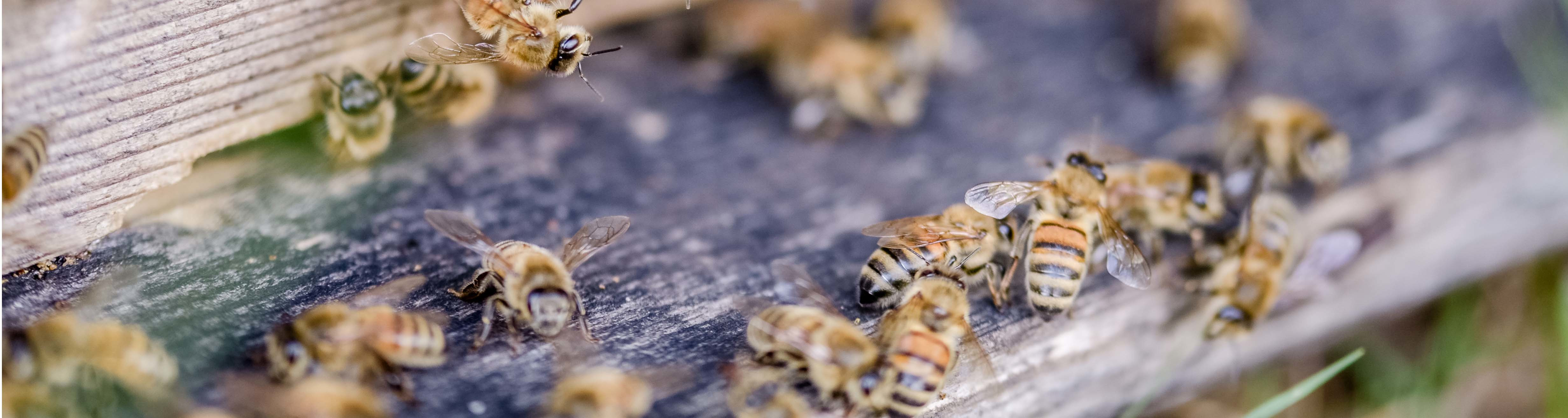 Bienen auf Celler Wanderboden