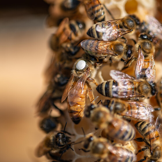 Unbegattete Buckfast Bienenkönigin kaufen