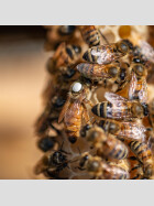 Unbegattete Buckfast Bienenkönigin kaufen