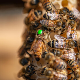 Inselbegattete Buckfast Bienenkönigin kaufen