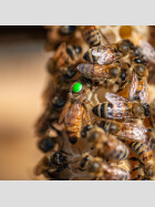 Inselbegattete Buckfast Bienenkönigin kaufen