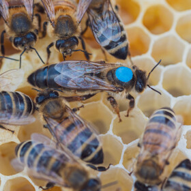 unbegattete Carnica Bienenkönigin