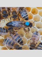 Unbegattete Carnica Bienenkönigin kaufen