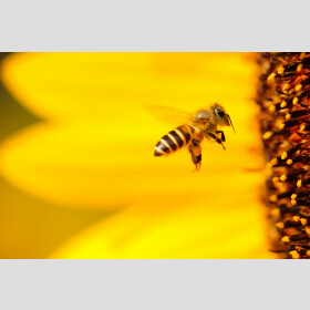 Bienenfutter Flüssig auf Zuckerrübenbasis lose...