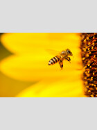 Bienenfutter Flüssig auf Zuckerrübenbasis lose (Kg)