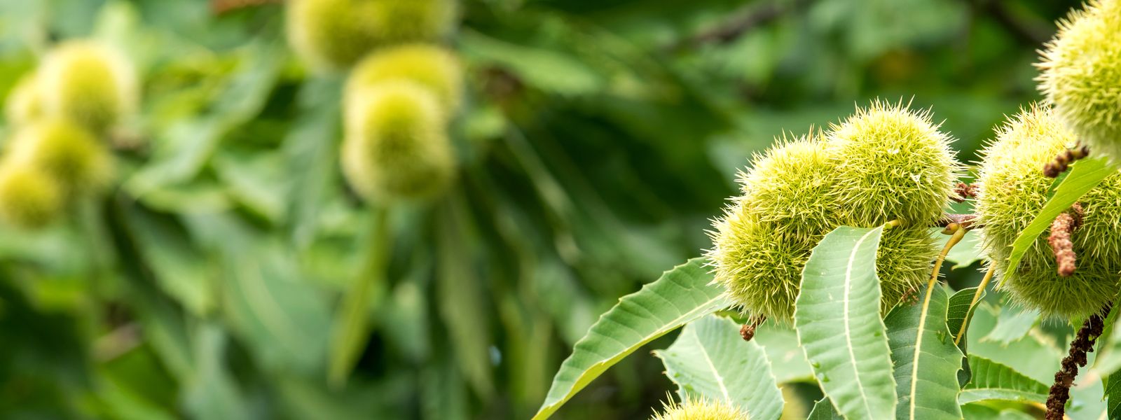 Edelkastanie mit stacheligen Fruchtbechern