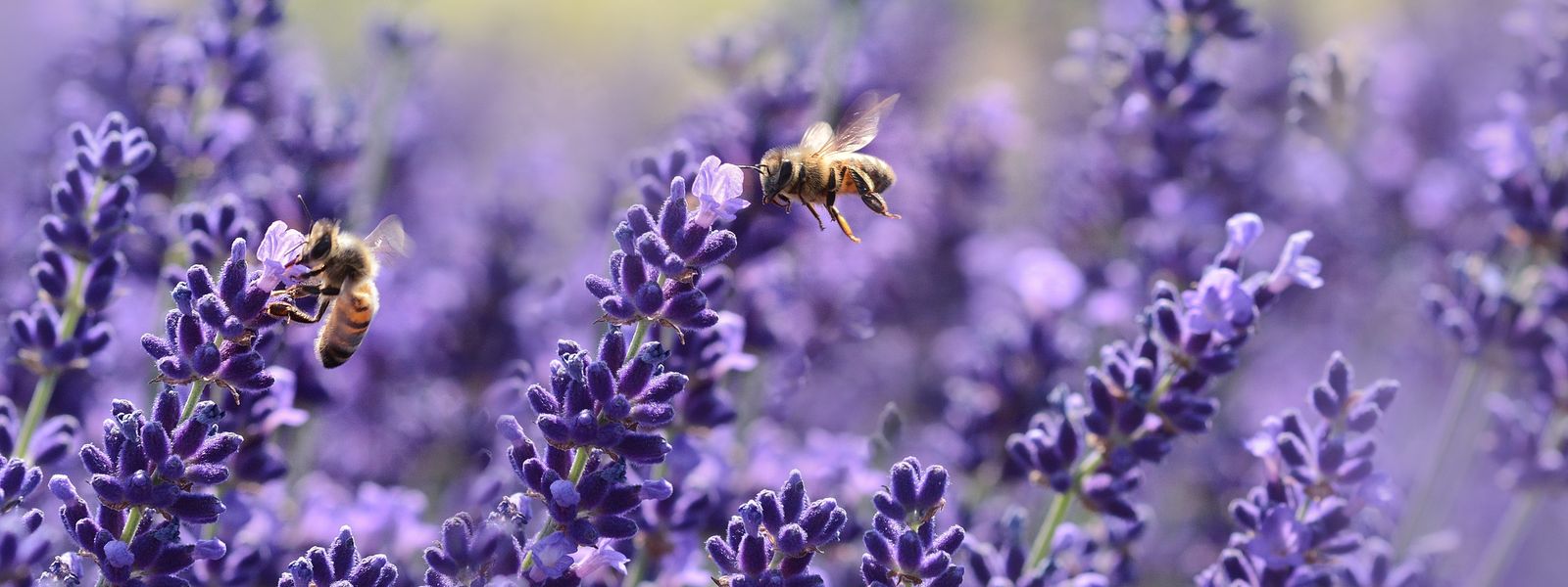 Lavendelblüten mit Bienen