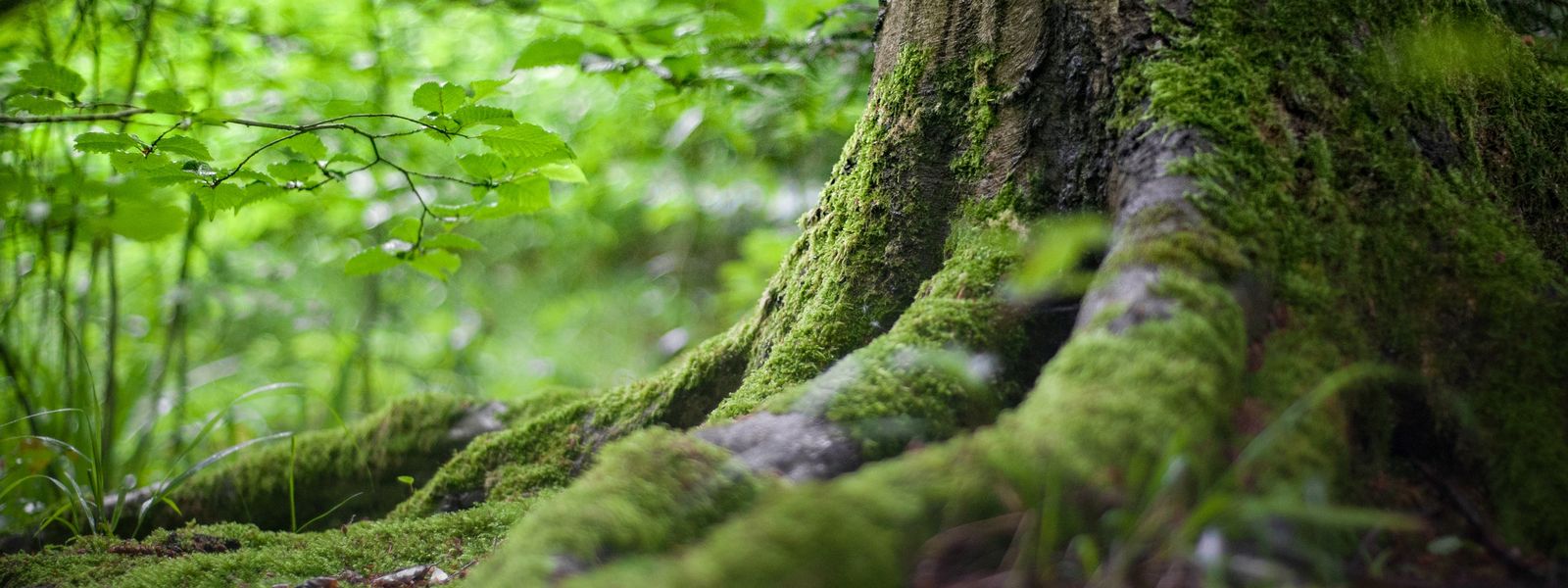 Bemooster Baumstamm im Wald